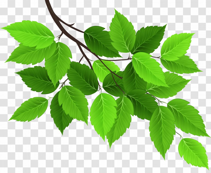 Leaf Green - Tree - Branch With Leaves Clip Art Image Transparent PNG