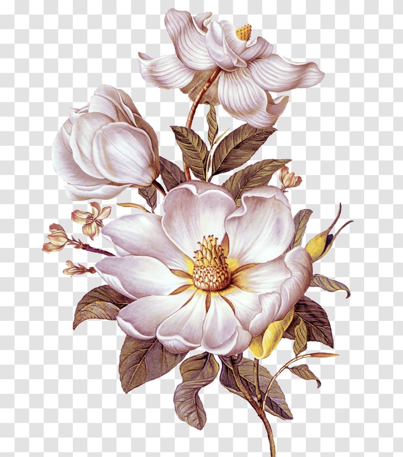 Wall-clock Time Download - Plant - Camellia Oil Painting Vector Transparent PNG