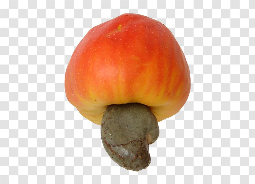Cashew Fruit Nut Apple Food - Accessory - Fly Transparent PNG