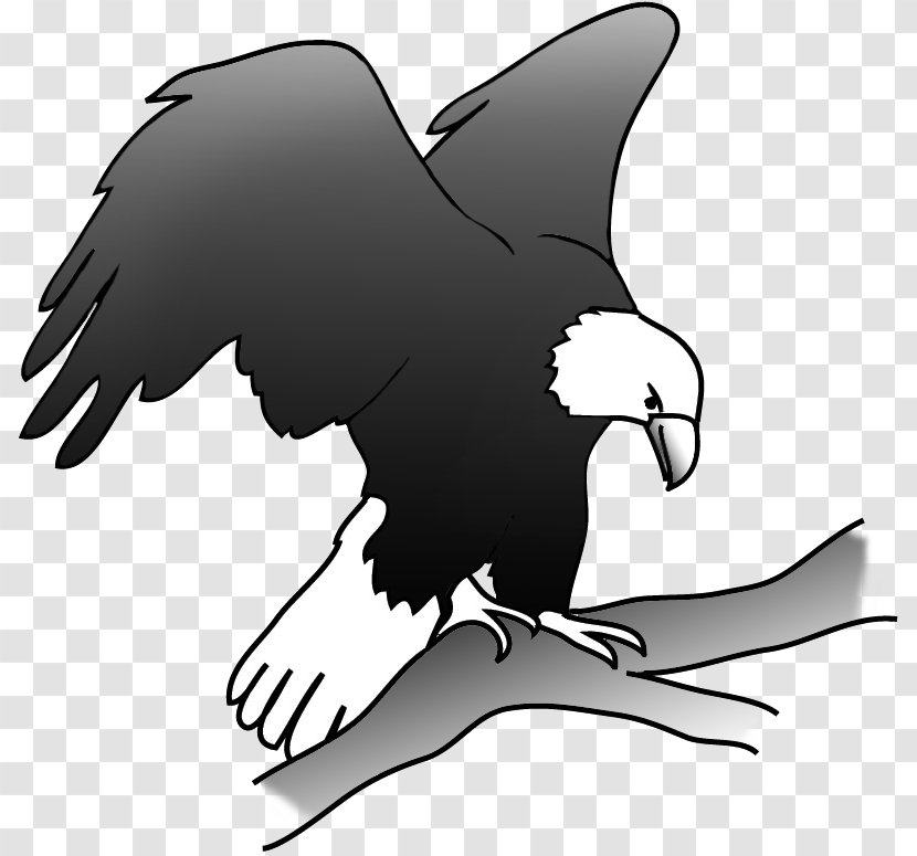 Bald Eagle Bird Clip Art - Fauna Transparent PNG