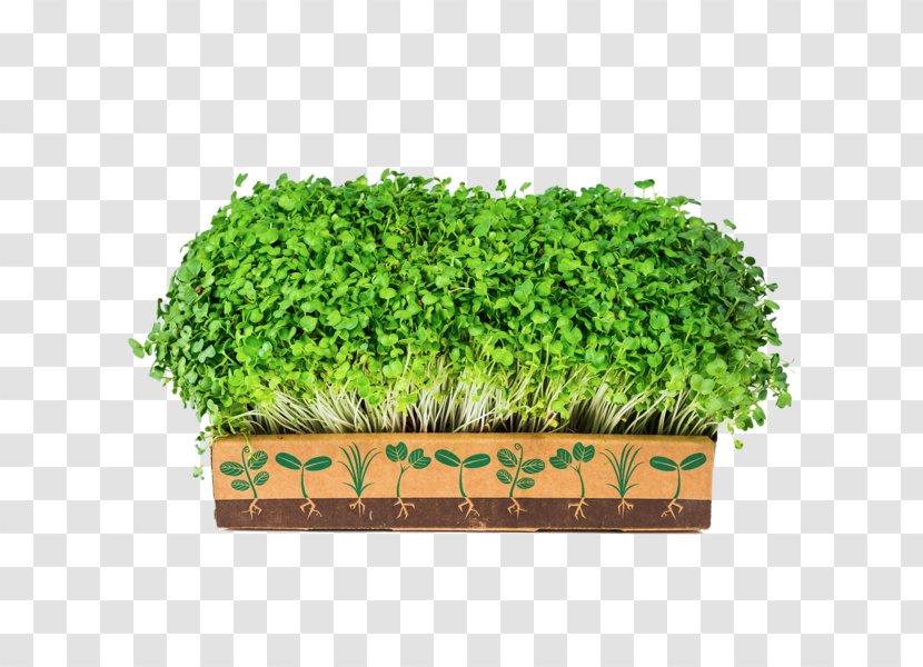 Kale Leaf Vegetable Herb Microgreen - Grass Family Transparent PNG