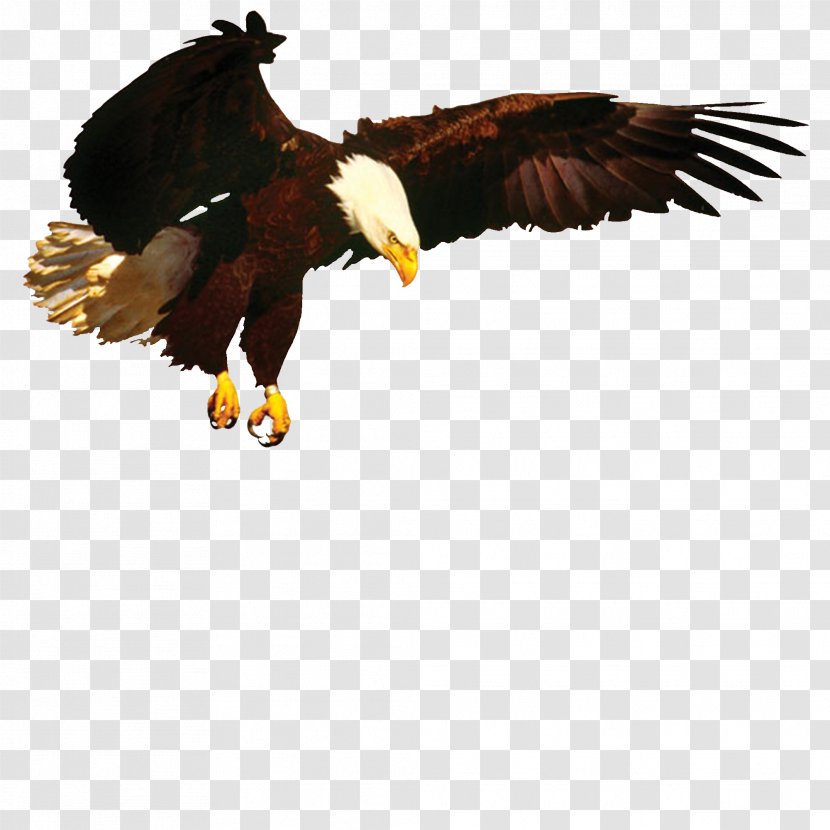 Bald Eagle How To Be Ultra Spiritual: 12 1/2 Steps Spiritual Superiority Vulture Beak Transparent PNG