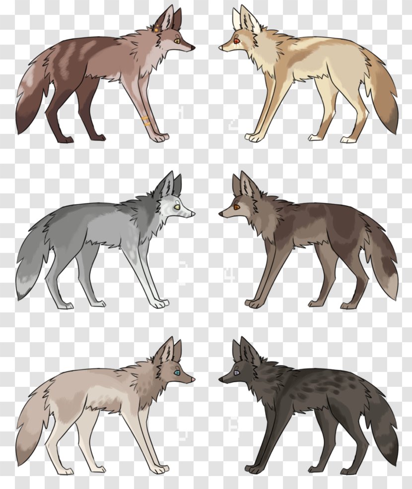 Red Fox Gray Wolf Coyote Jackal Fauna - News - Wild E Transparent PNG