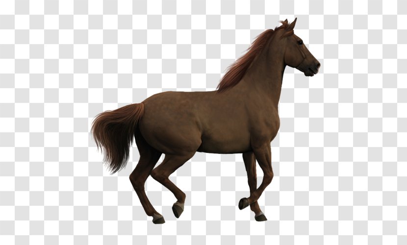 Howrse Horses Clip Art - Rein - Creative Transparent PNG