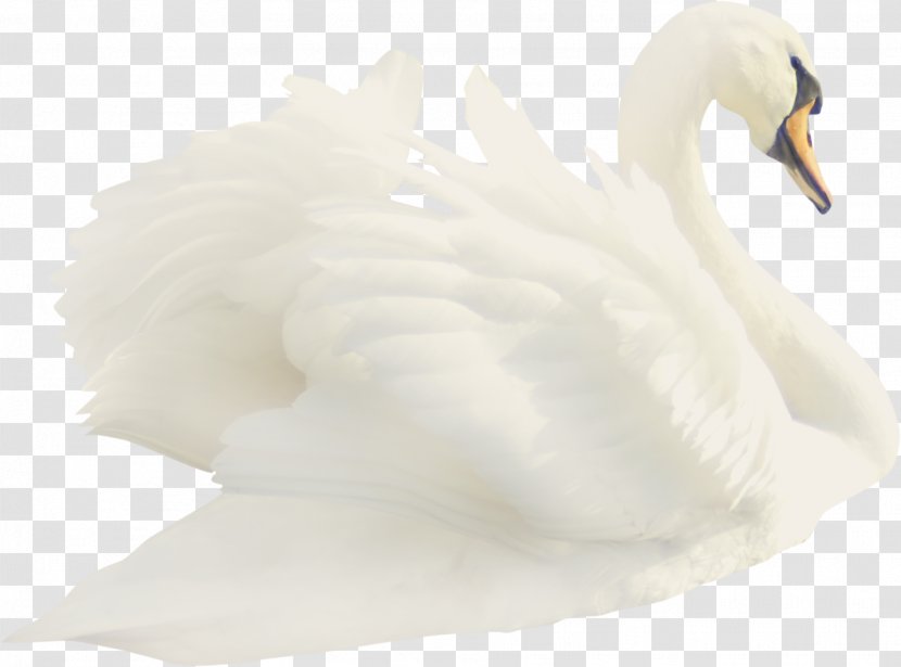 Cygnini Duck Feather Beak White - Goose Transparent PNG