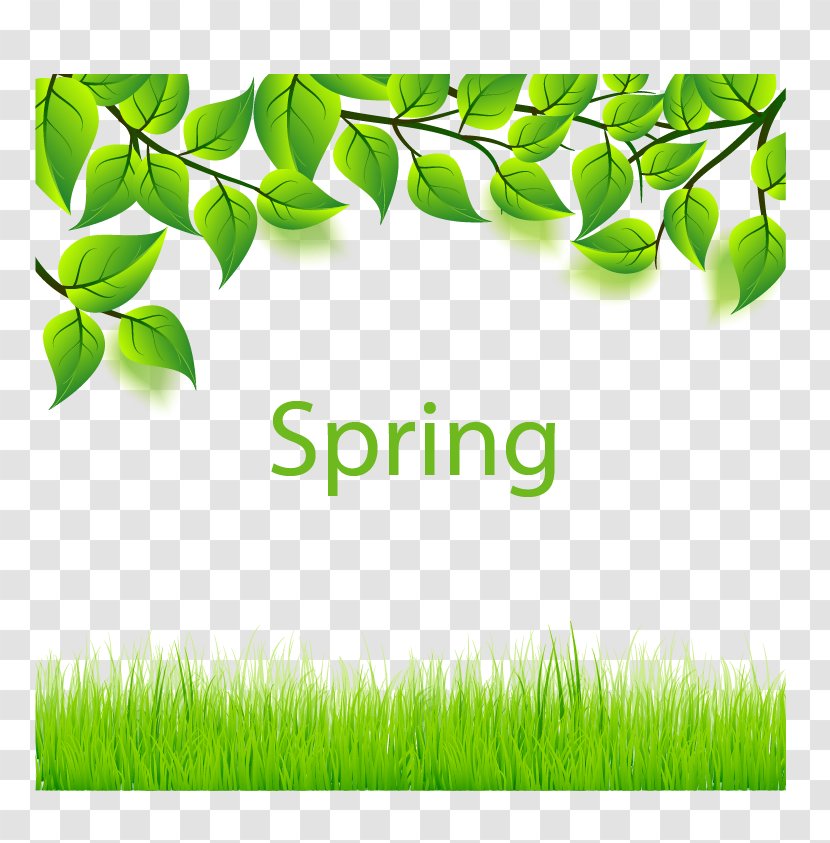 Euclidean Vector Leaf - Grass - Spring Green Leaves And Transparent PNG