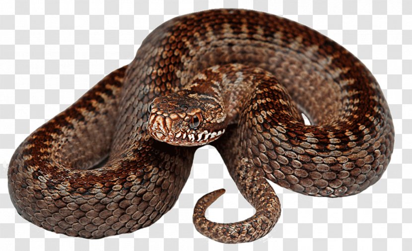 Rattlesnake Vipers King Cobra - Green Anaconda - Snake Transparent PNG