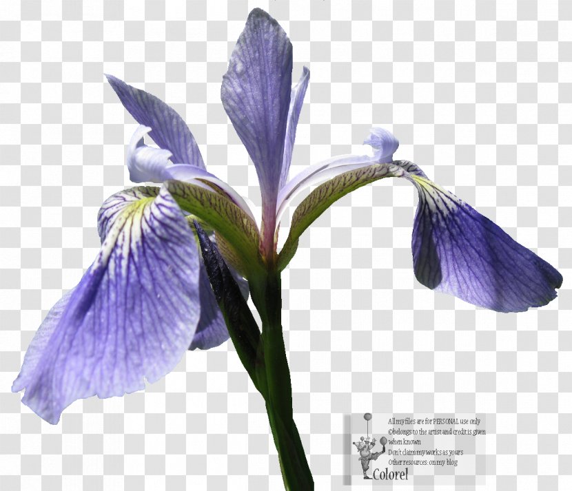Northern Blue Flag Orris Root Irises - Iris Transparent PNG