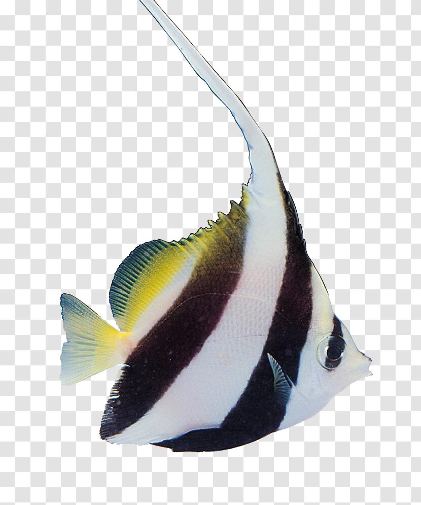 Tropical Fish Carassius Auratus Aquatic Plants - Beak - Colorful Transparent PNG