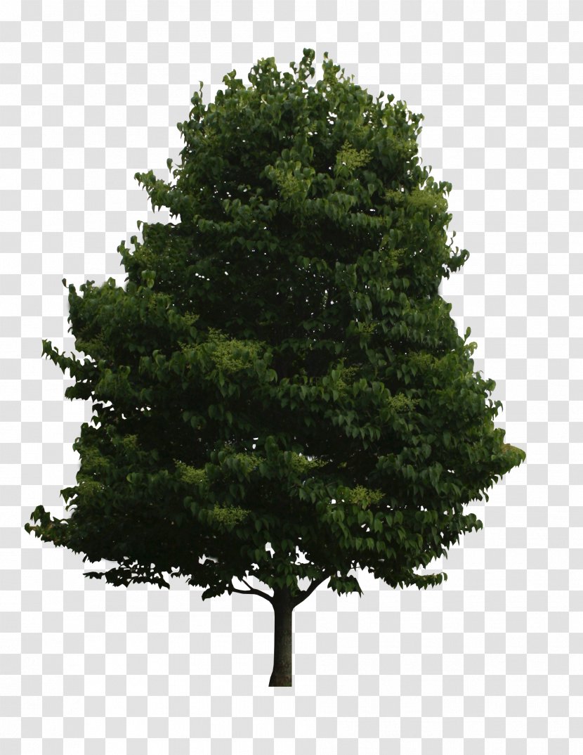 Spruce Tree Of Life Fir Oak - Branch - Multiple Photo Transparent PNG