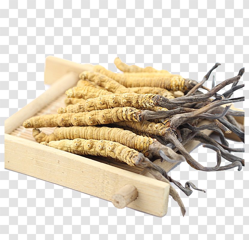 Nagqu Caterpillar Fungus Traditional Chinese Medicine Cordyceps - Herb - Wild Herbs Transparent PNG