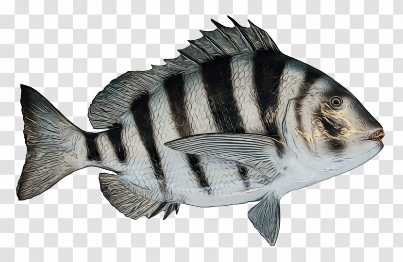 Cartoon Sheep - Bonyfish - Tilapia Transparent PNG