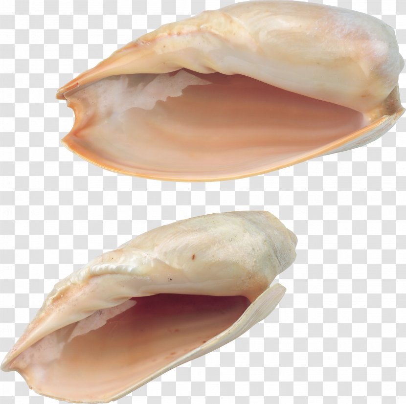 Seashell Seafood Transparent PNG
