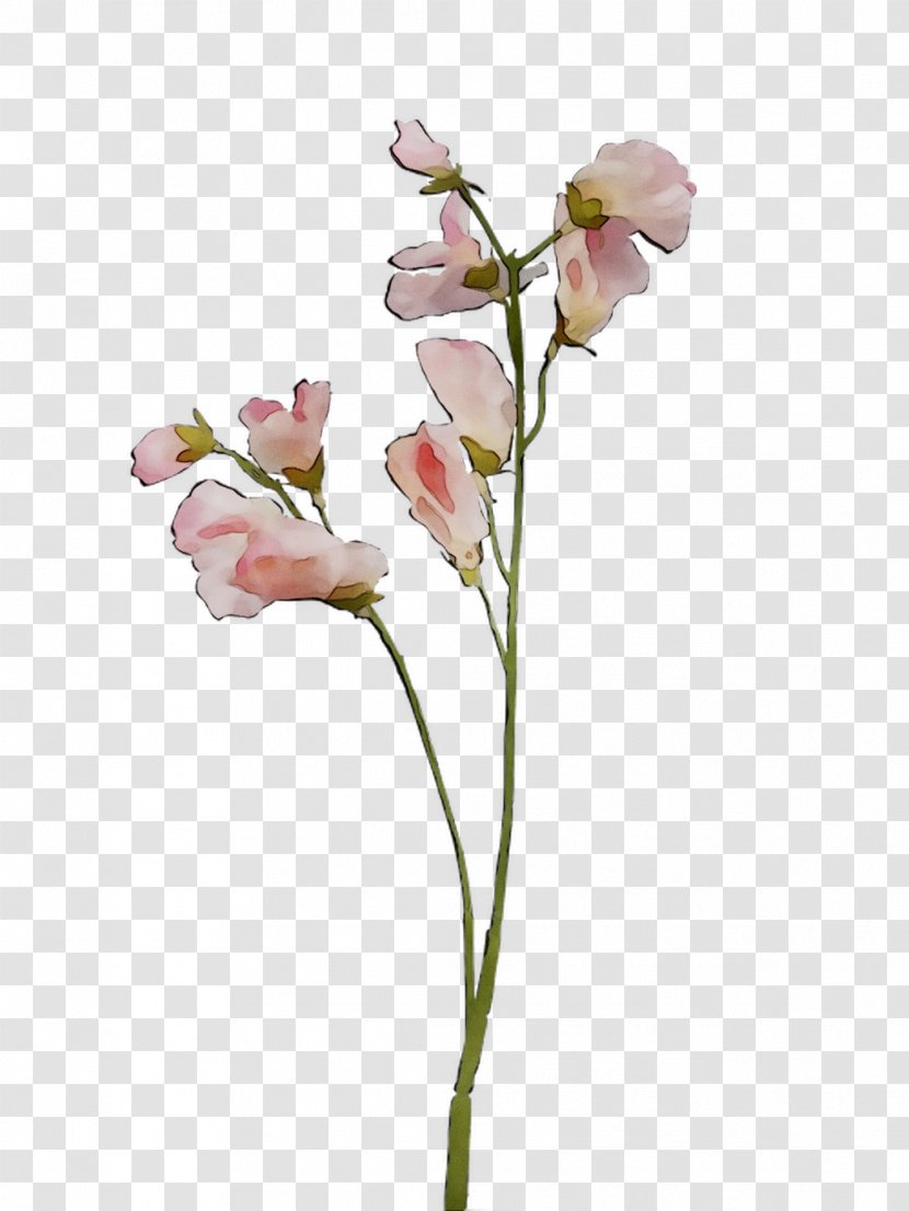 Moth Orchids Cut Flowers Vase Bud Plant Stem Transparent PNG