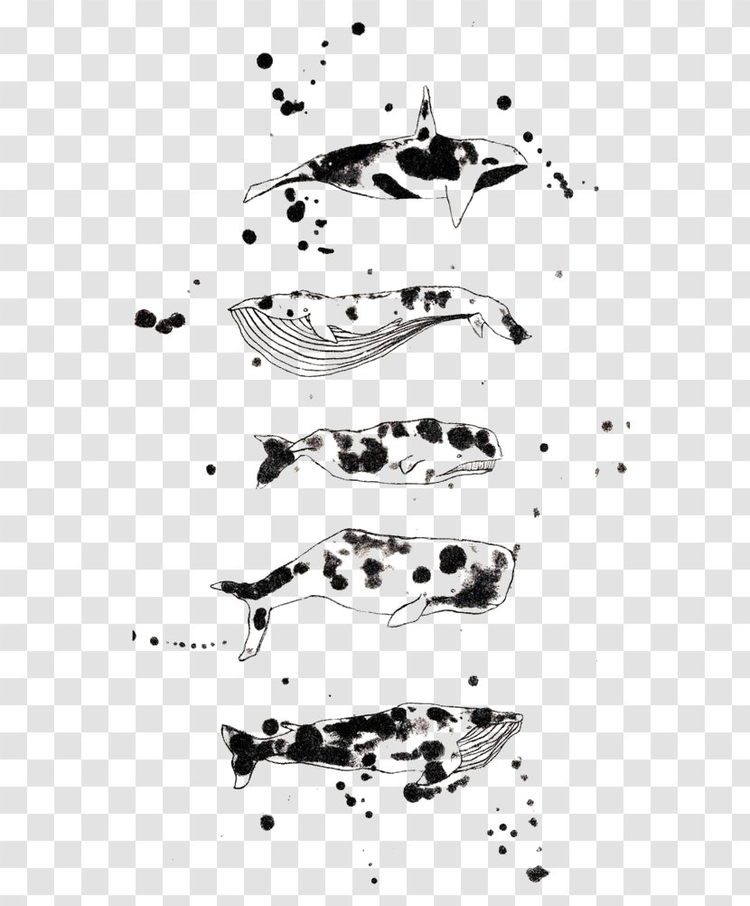 Dalmatian Dog Right Whales Black And White Illustration - Stock Photography - Whale Transparent PNG
