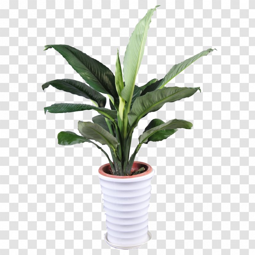 Flowerpot Goods Product Shop - Plant Stem - Flower Pot Transparent PNG