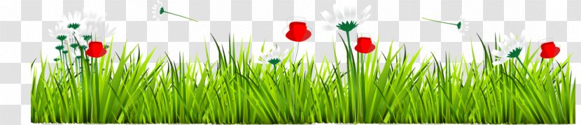 Euclidean Vector GRASS GIS Herbaceous Plant - Commodity - Grass Transparent PNG