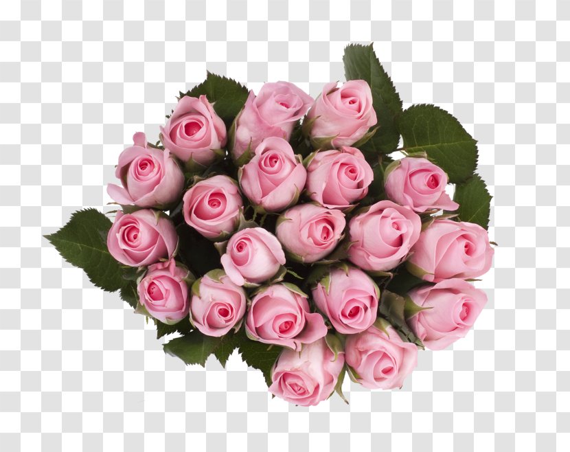 Garden Roses Cabbage Rose Rema 1000 Skårer Cut Flowers - Floral Design - Roser Transparent PNG