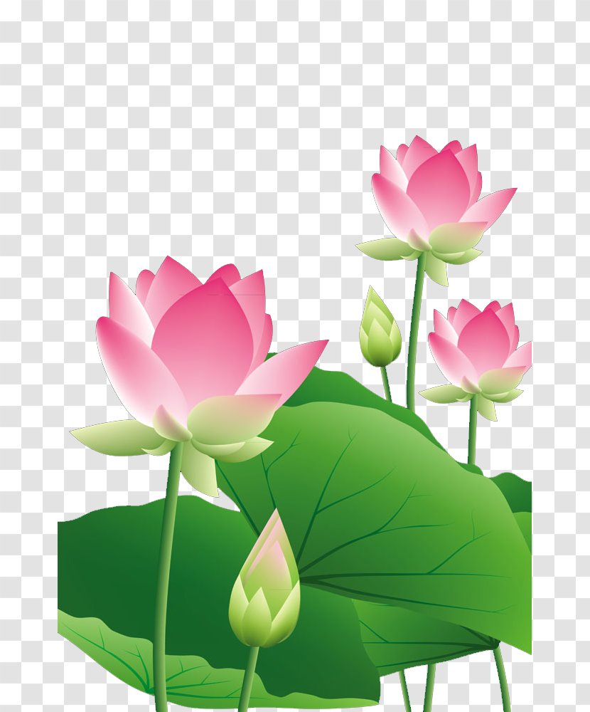 Lotus Leaf - Pink - Proteales Transparent PNG