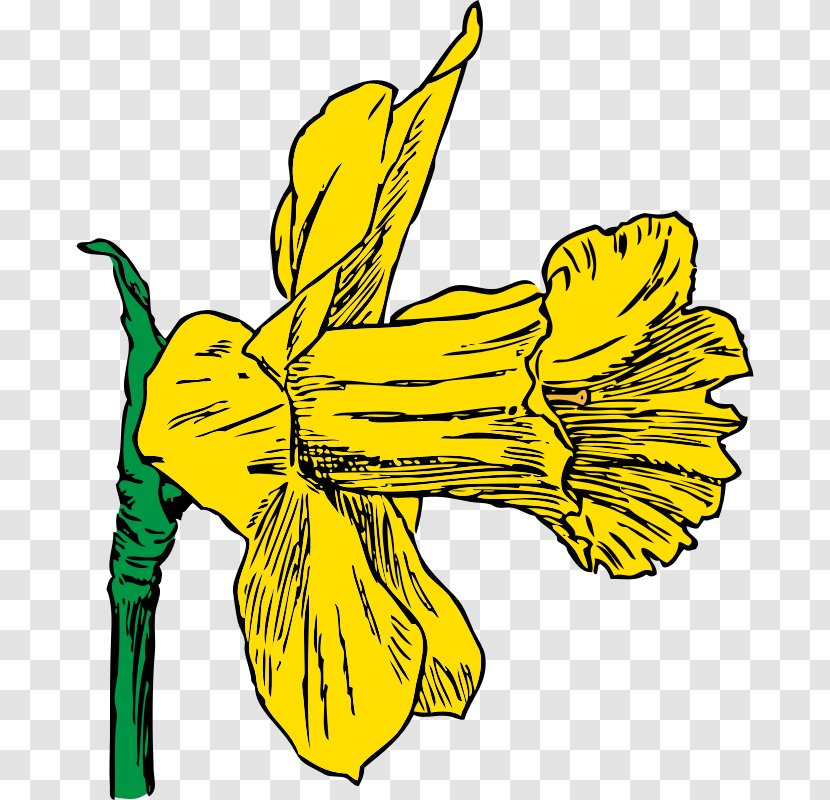 Daffodil Drawing Clip Art - Cut Flowers - Images Transparent PNG