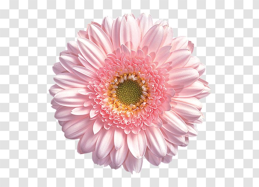 Common Daisy Stock Photography Flower Transvaal Transparent PNG