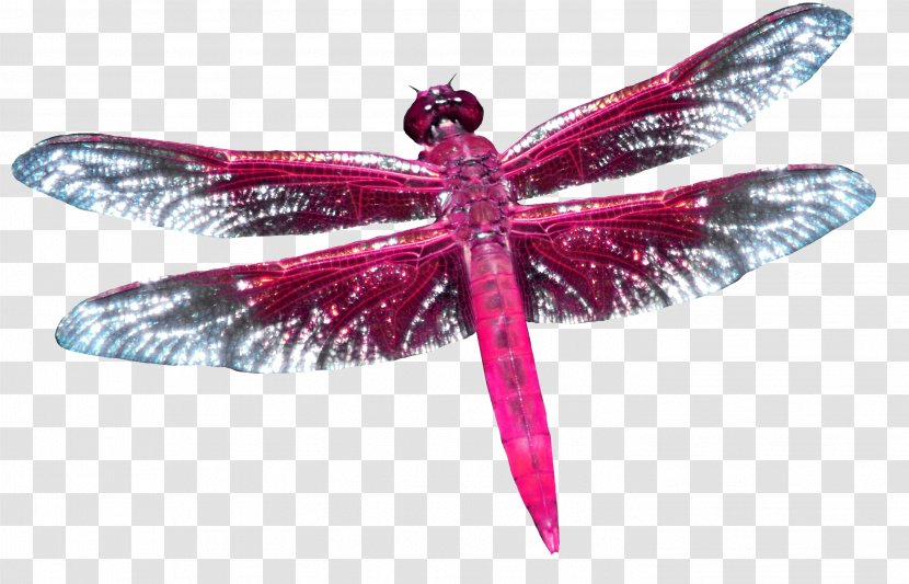 Dragonfly - Origami - Red Transparent PNG