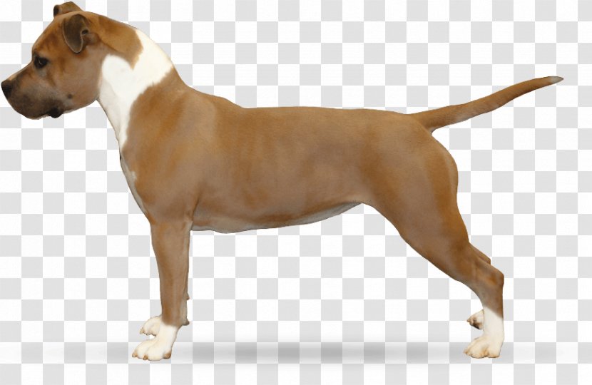 Cane Corso Dogo Cubano American Staffordshire Terrier English Mastiff Boerboel - Bull And - Puppy Transparent PNG