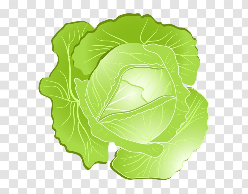 Savoy Cabbage Kohlrabi Clip Art - Vegetables,Cabbage Transparent PNG