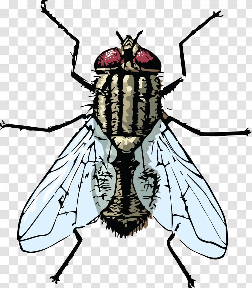 Housefly Clip Art - Fly Transparent PNG