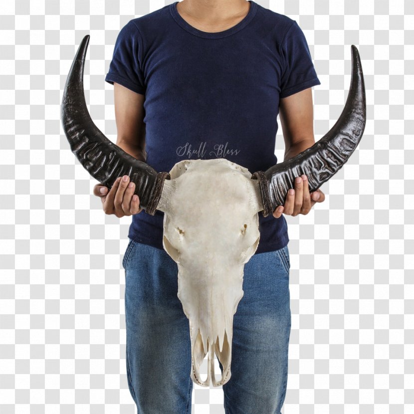 Horn Cattle Skull Animal Skeleton - Like Mammal Transparent PNG