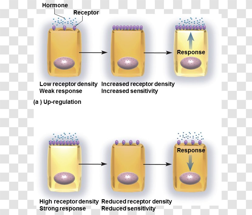 Target Cell Receptor Downregulation And Upregulation Hormone - Reproduction - Endocrine System Transparent PNG