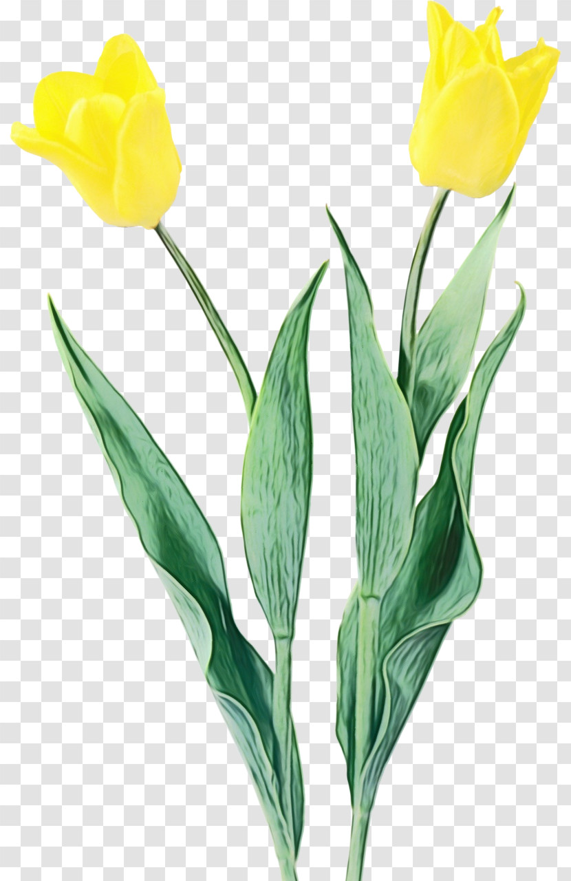 Flower Tulip Plant Yellow Petal Transparent PNG