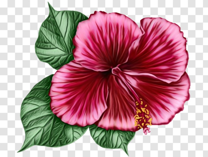 Family Tree Background - Hibiscus - Mallow China Rose Transparent PNG