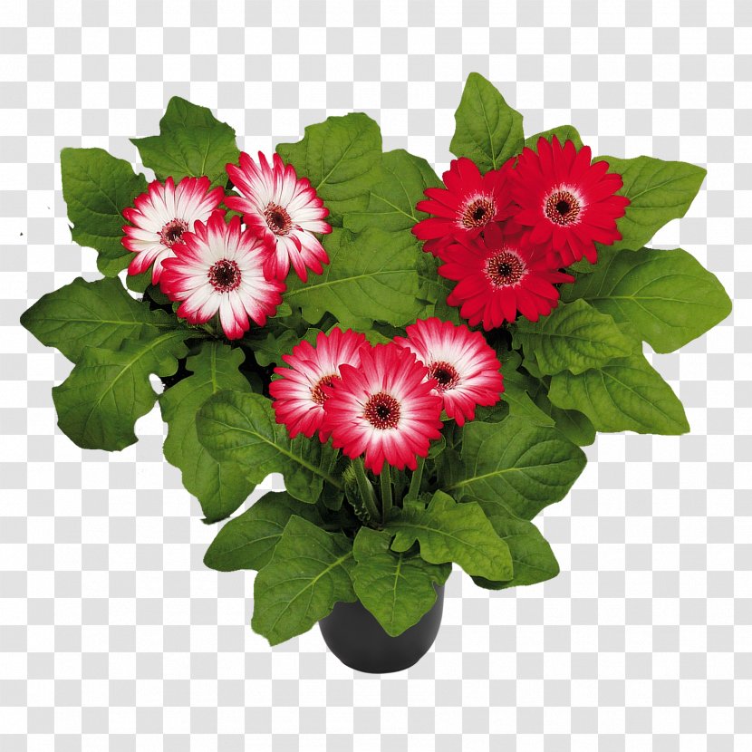 Floral Design Florist Holland B.V. Transvaal Daisy Cut Flowers - 1424 Pl - Flower Transparent PNG