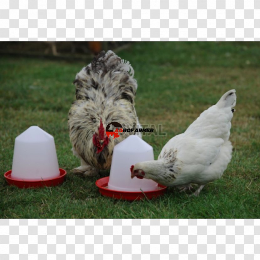 Bird Feeders Fodder Kilogram - Fowl Transparent PNG