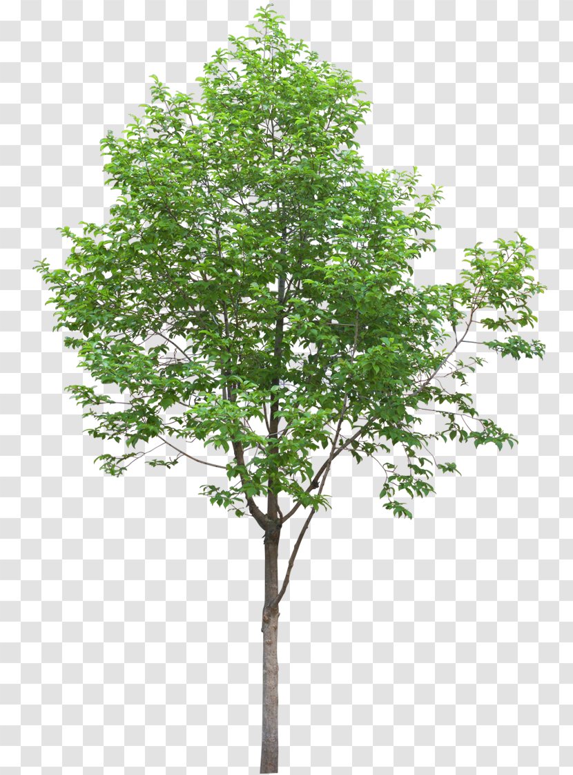 Populus Alba Tree Oak Dawn Redwood Quercus Ilex Transparent PNG