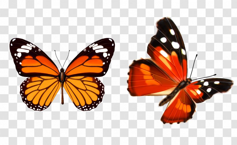 Butterfly Paper Too Soon - Insect Transparent PNG