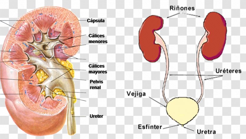 Renal Calyx Kidney Excretory System Pelvis Urine - Flower - Abdomen Transparent PNG