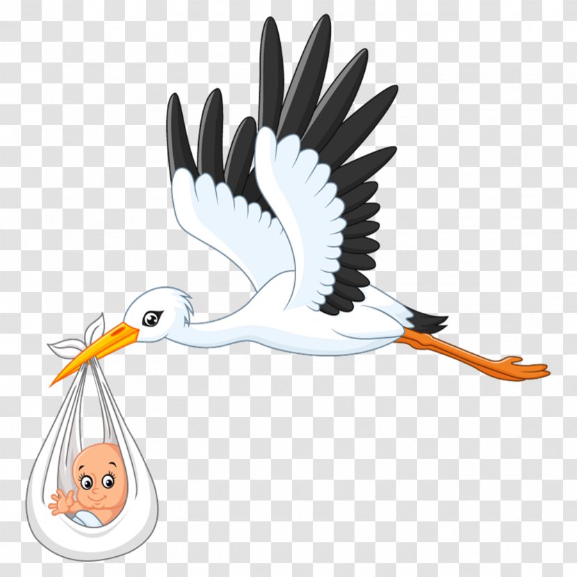 White Stork Infant Clip Art - Water Bird - Baby Background Transparent PNG