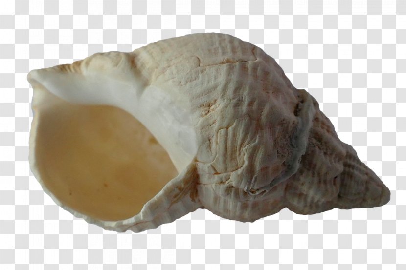 Seashell Gastropod Shell Shellfish Transparent PNG