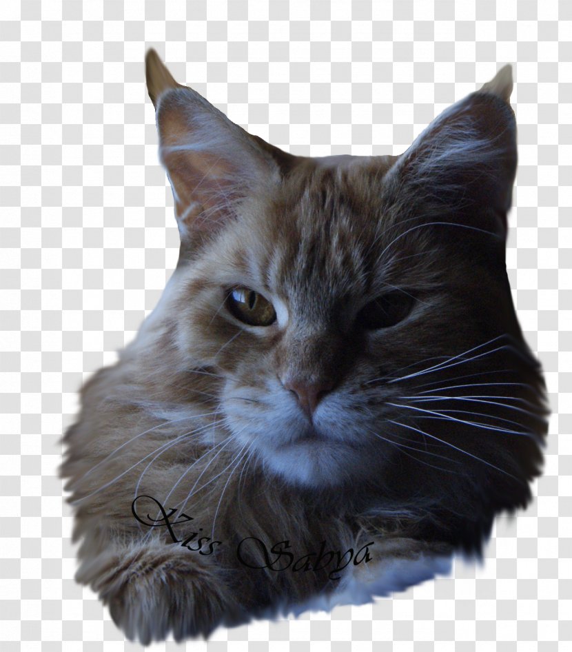 Whiskers European Shorthair Maine Coon California Spangled Domestic Short-haired Cat - Carnivoran - Raccoon Transparent PNG