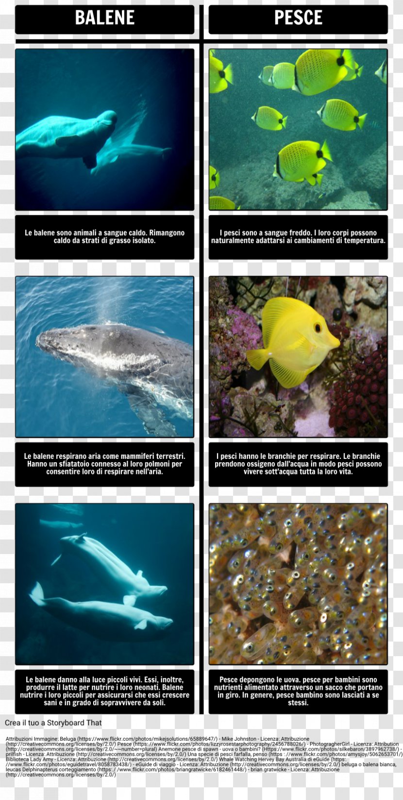 Amos & Boris Sea Mammals Marine Mammal Cetacea - Water Resources - Fish Transparent PNG