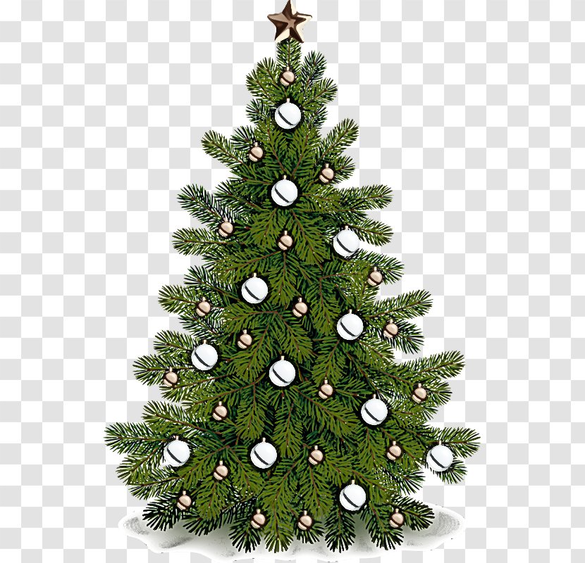Christmas Tree - White Pine - Canadian Fir Oregon Transparent PNG