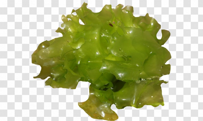 Sea Lettuce Leaf Vegetable North - Dog Cockle - Laitue Transparent PNG