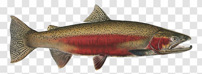 Fish Sockeye Salmon Products Trout - Coho - Oily Transparent PNG
