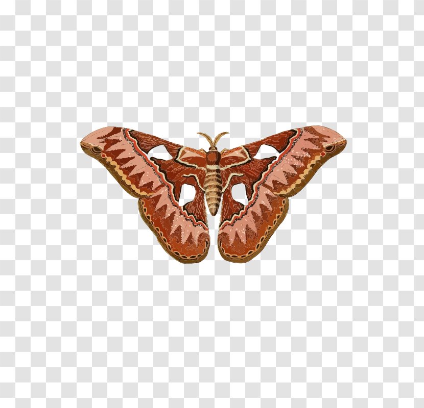 Butterfly Moth Insect Clip Art - Butterflies And Moths Transparent PNG
