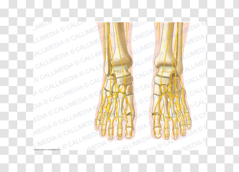 Human Anatomy Foot Nerve Nervous System - Frame - Bone Transparent PNG