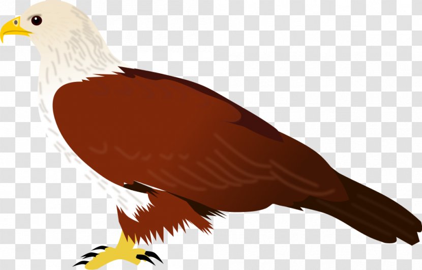 Bird Of Prey Common Myna Brahminy Kite - Feather - Vector Transparent PNG