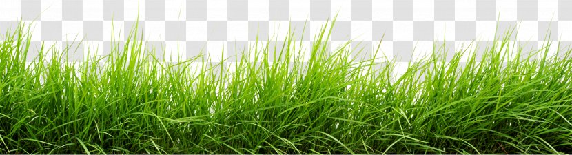 Download Clip Art - Plant - Grass Transparent PNG