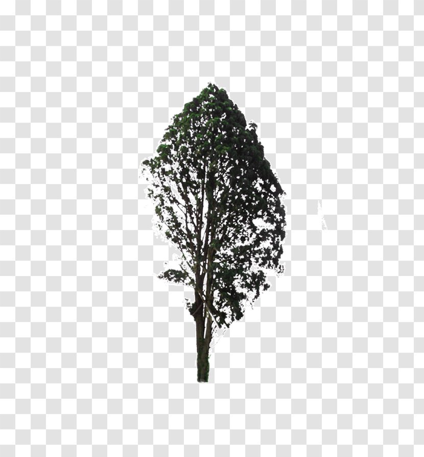 White Black Leaf Pattern - Tree Transparent PNG